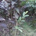 西瓜番石榴苗30~50cm