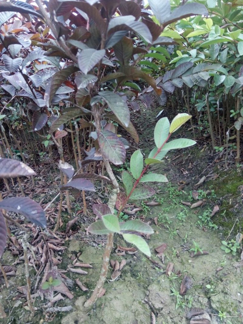 西瓜番石榴苗30~50cm