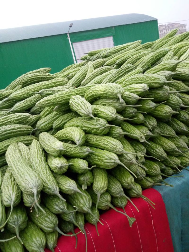 苦瓜货量大刚上市质量好