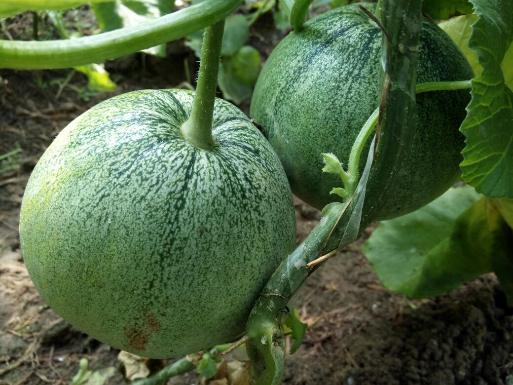 翠蜜宝甜瓜河北沧州青县_批发_供应-一亩田农