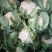 白花菜花1斤紧密乳白