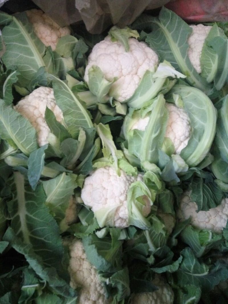白花菜花1斤紧密乳白
