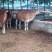 鲁西黄牛100~200kg