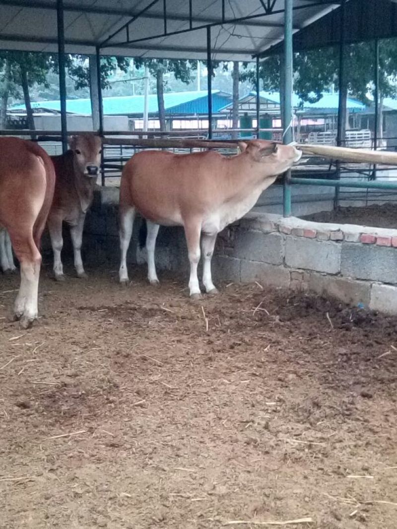 鲁西黄牛100~200kg