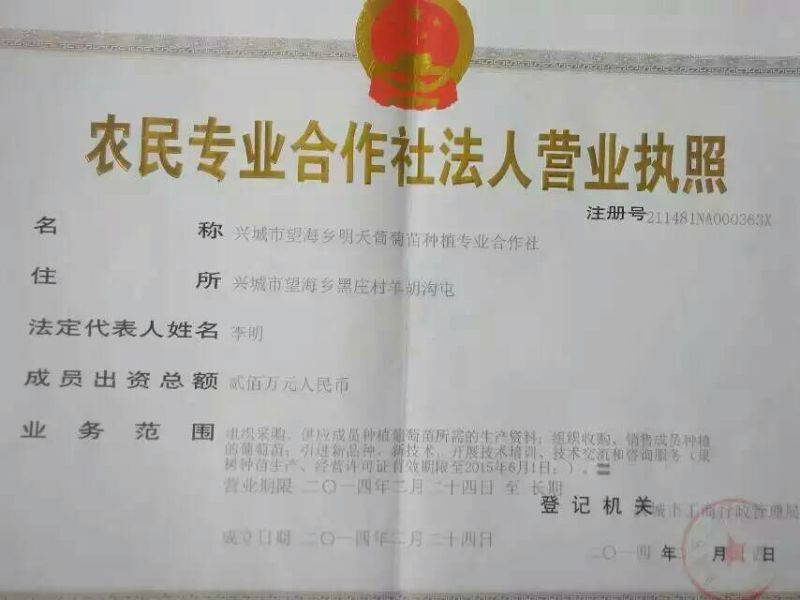 葡萄苗1年30~50cm