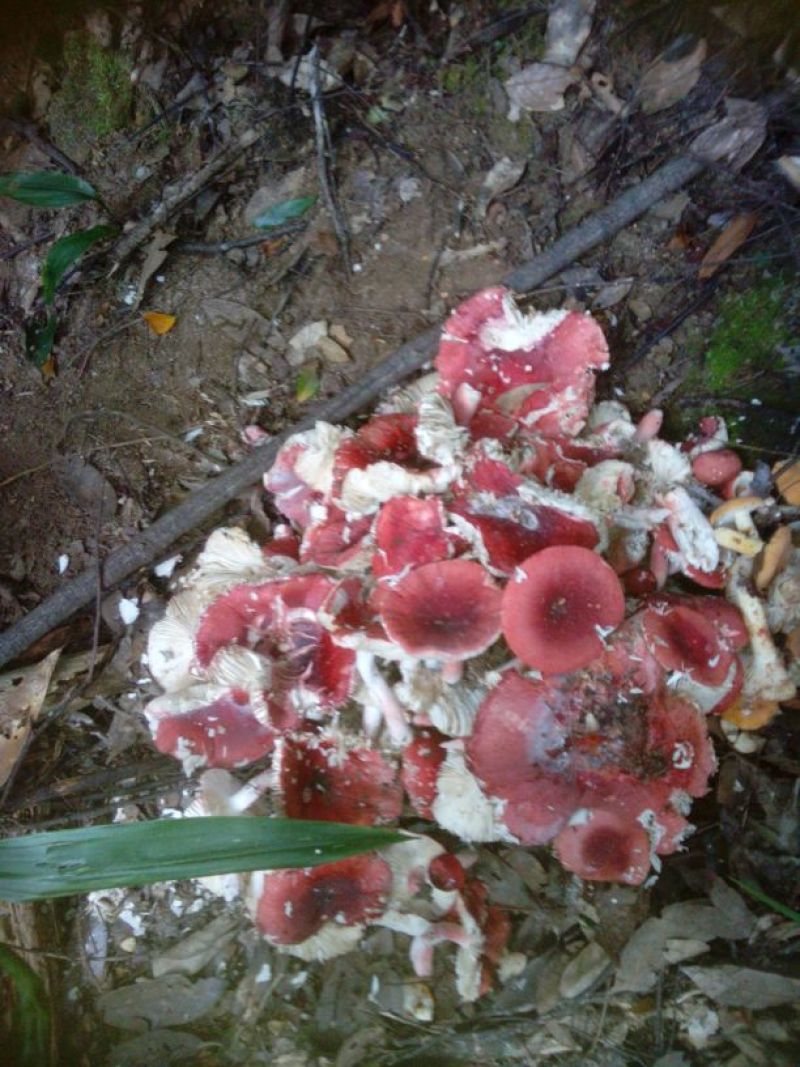 红菇