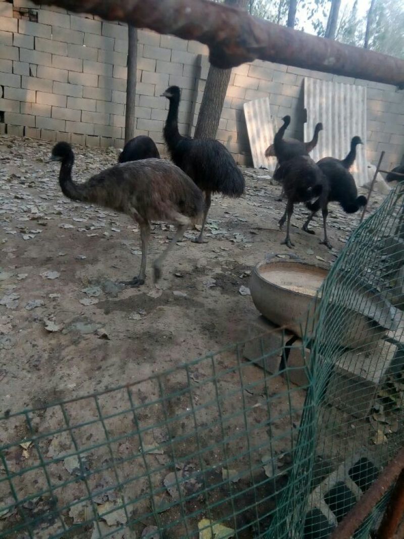 羊驼140斤以上