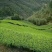 观音茶