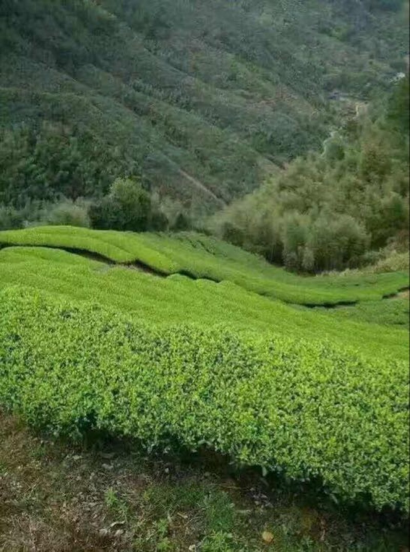 观音茶