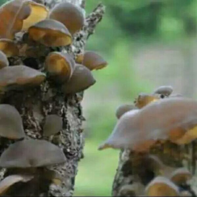 秋耳特级