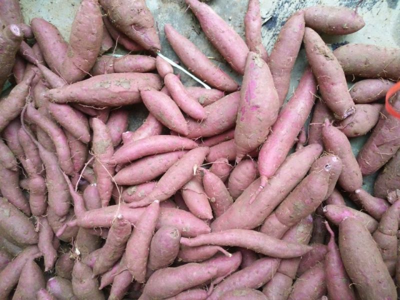 【推荐】新鲜紫薯紫心一手货源、产地发货、货源足价格低