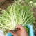 苦菊10~12cm
