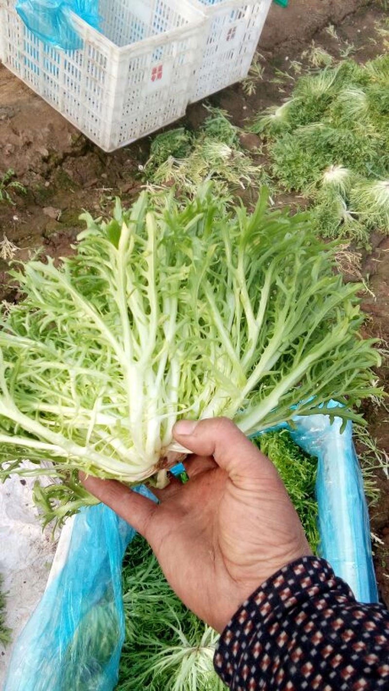 苦菊10~12cm