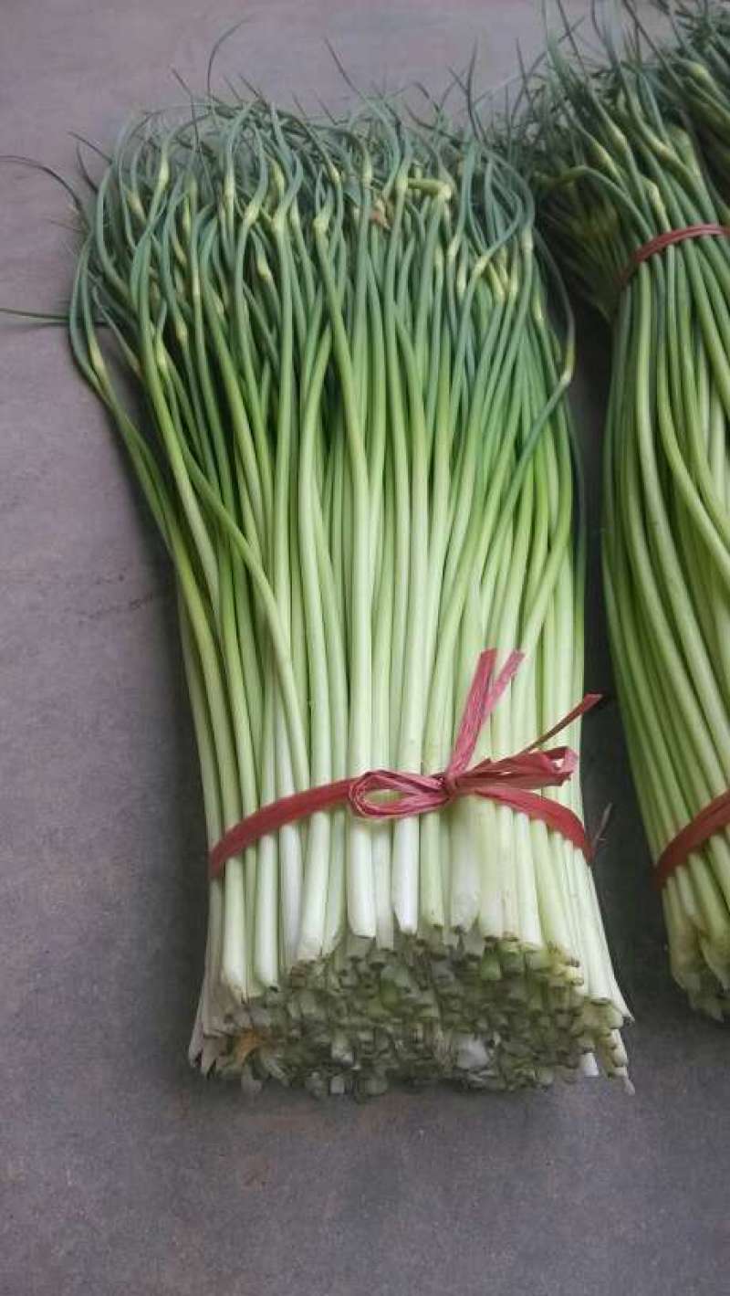 白帽蒜薹