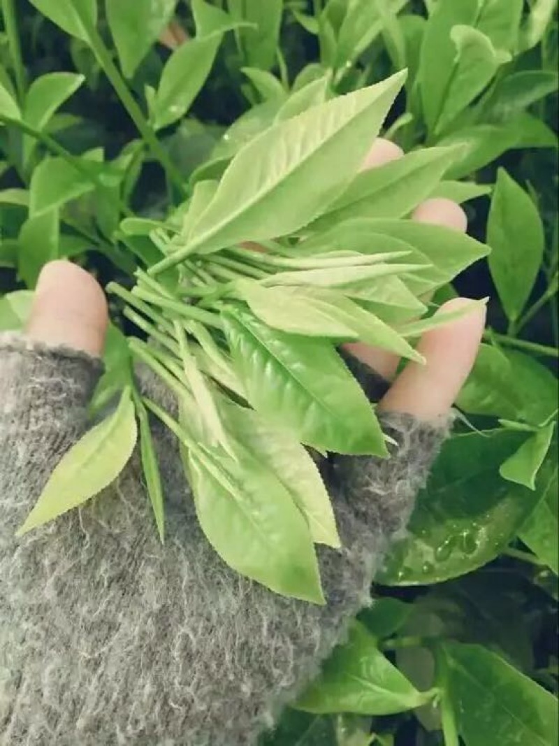 普洱绿茶