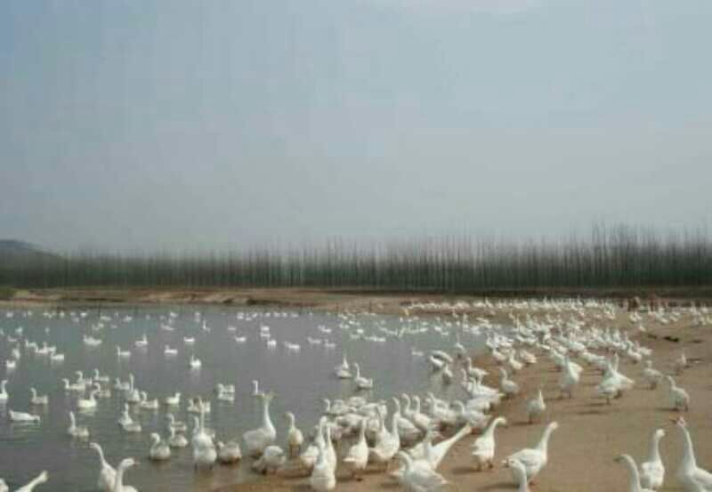鹅苗250g以上
