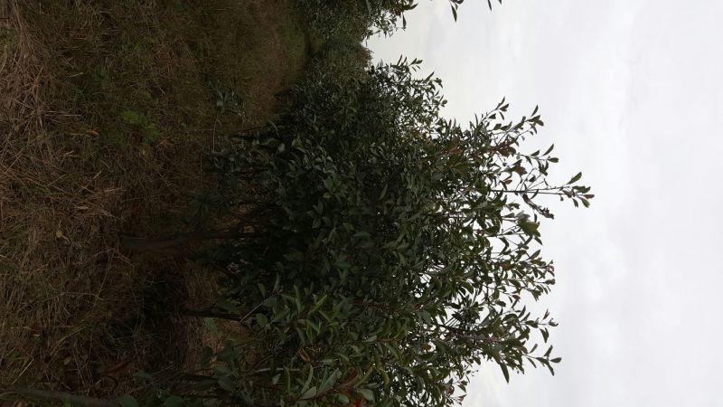 红罗宾4~6cm4~6cm1.5~2米
