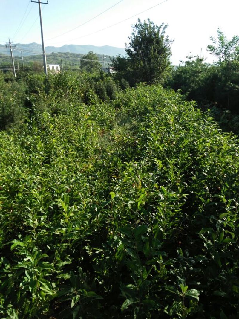 大红袍板栗苗泰山红油板栗苗