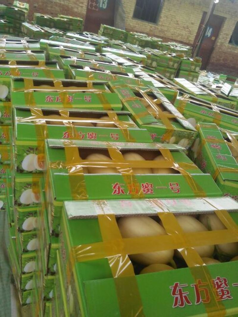 东方密1号哈密瓜2斤以上长圆形