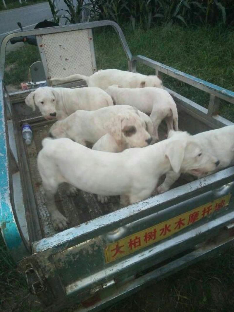 阿根廷杜高犬，狩猎犬品种齐全全国包邮包成活