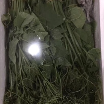 金瓜