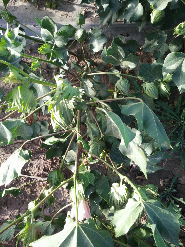 新疆阿克苏地区温宿县棉花 28mm 2批发_何云