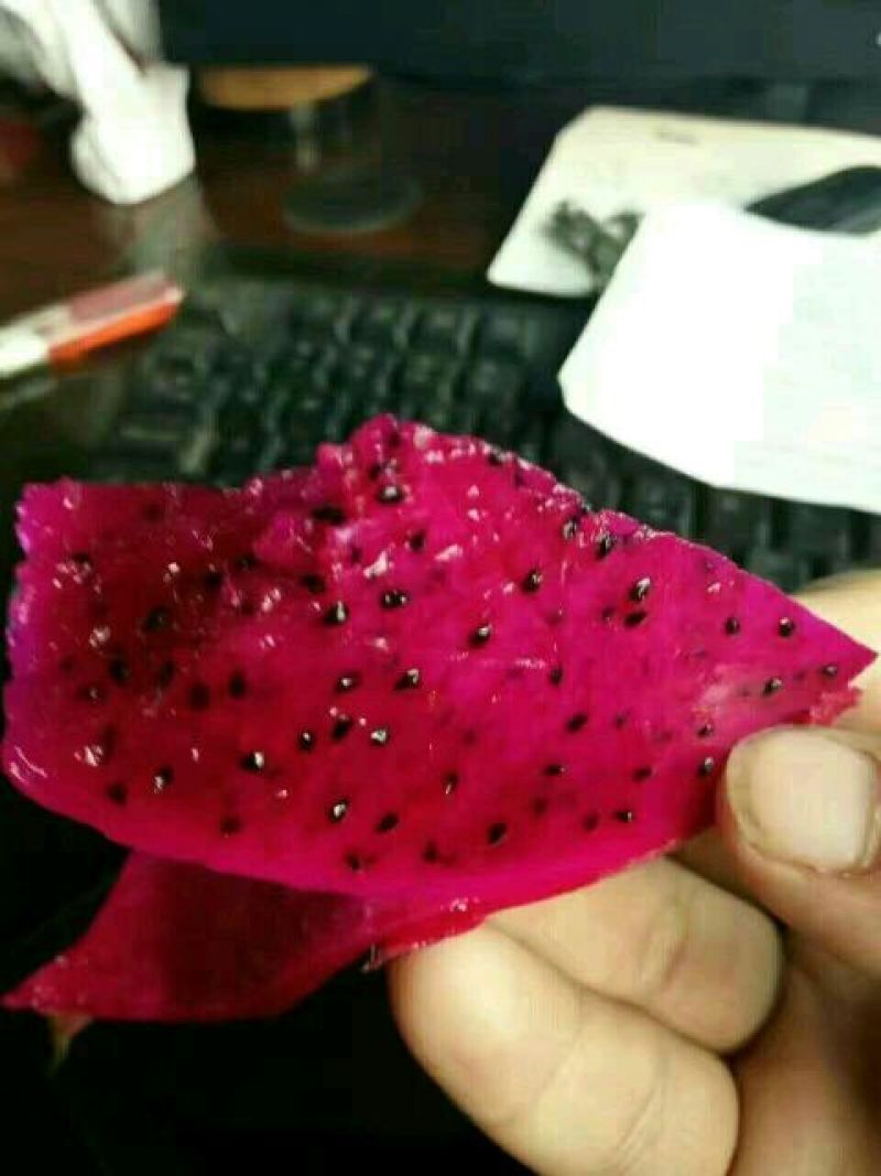 红心火龙果苗20~30种苗