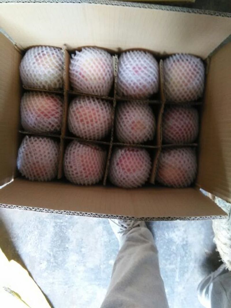 红富士苹果75mm以上膜袋