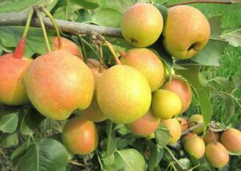 苹果梨200~250g纸箱