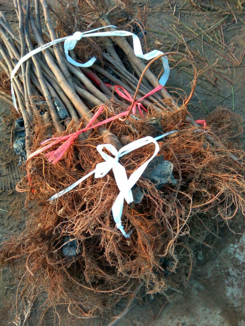 五花果树苗基地，布兰瑞克，波姬红，五花果苗