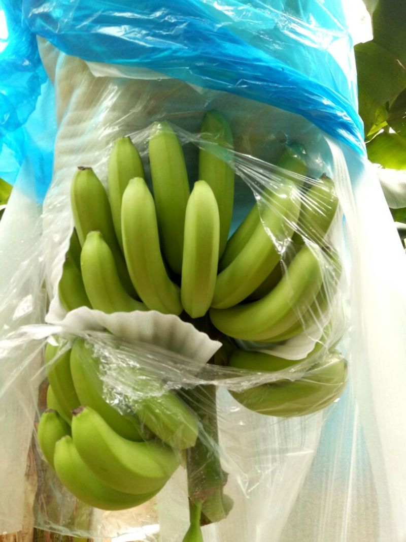 巴西香蕉七成熟