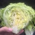 球生菜