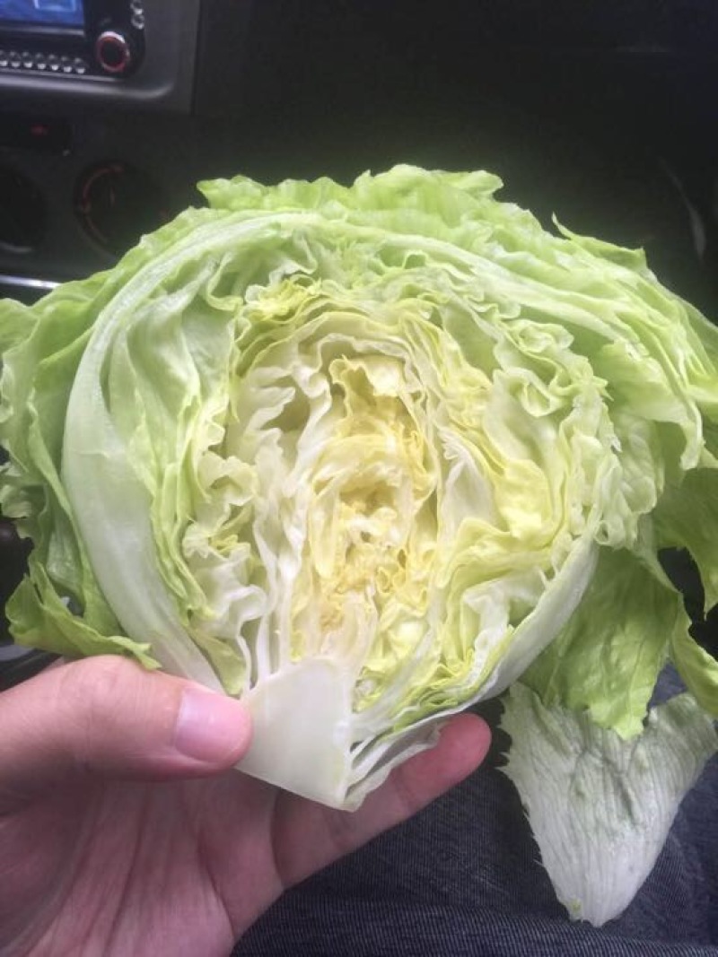 球生菜