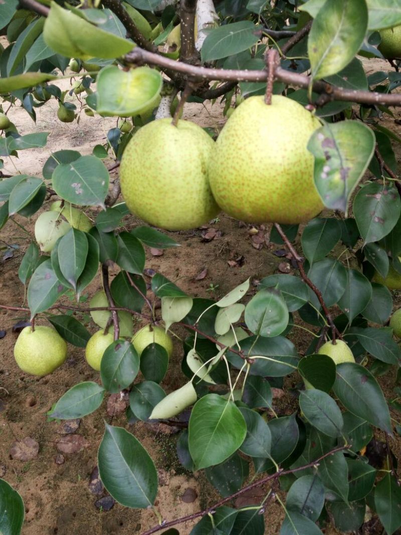 莱阳梨350~400g纸箱