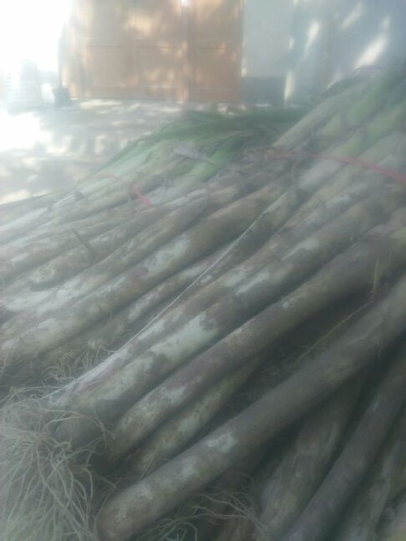 章丘大葱25~30cm毛葱2cm左右