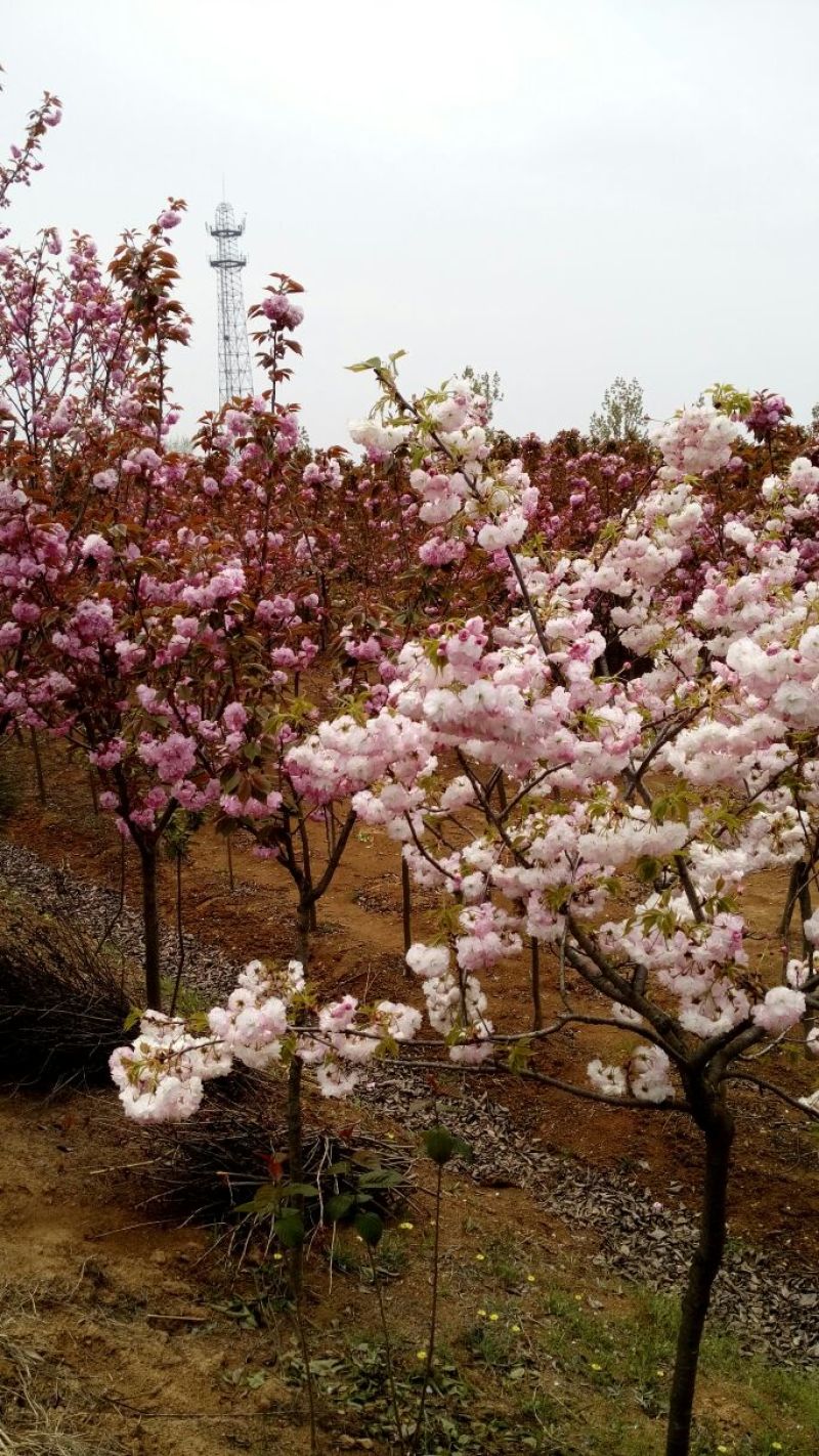 紫叶碧桃10~12cm1.5~2米