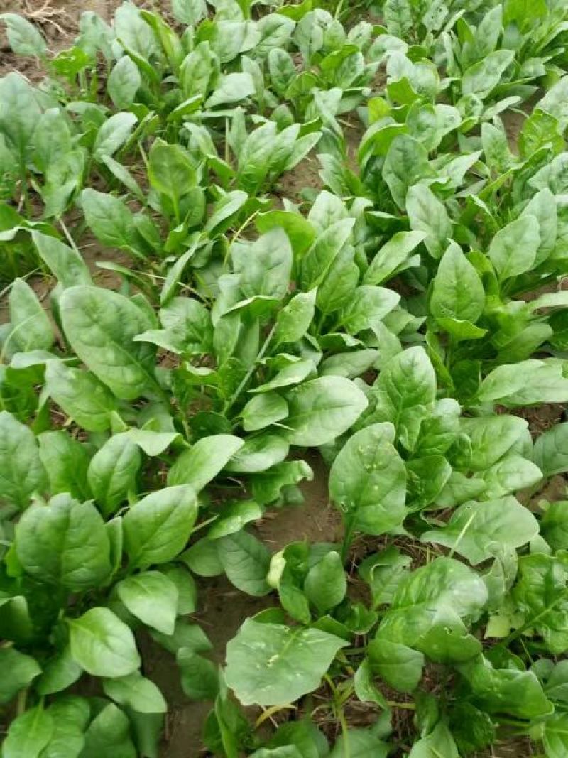 全能菠菜15~20厘米