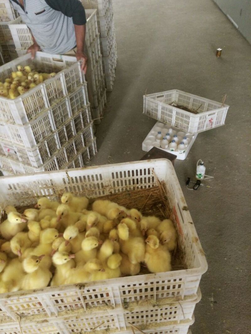 鹅苗250g以上