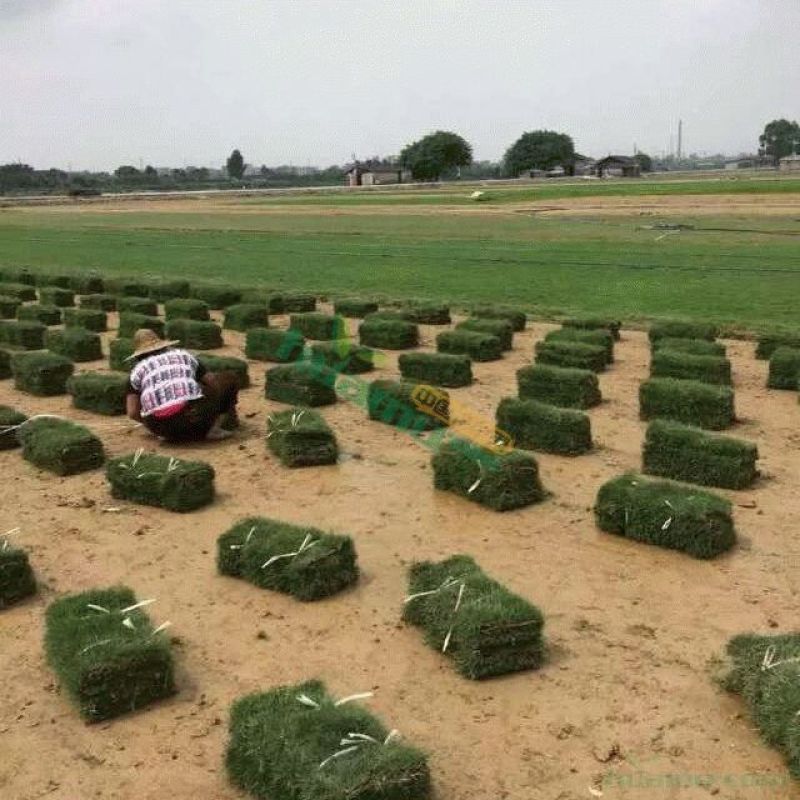 马尼拉草坪