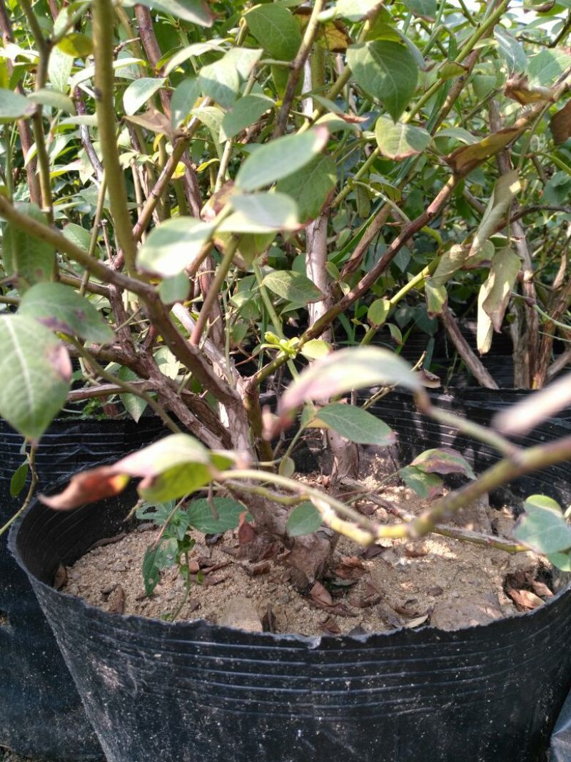 蓝莓苗1~2年30~50cm