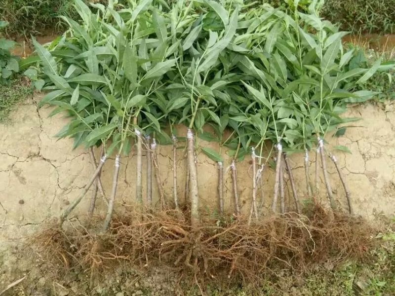 精品水蜜桃树苗50~70cm，规格齐全大量现货，基地直发