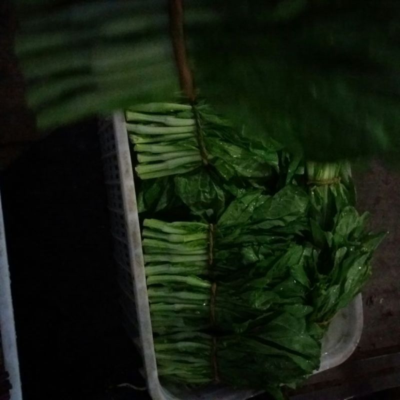 白菜苔15~20厘米