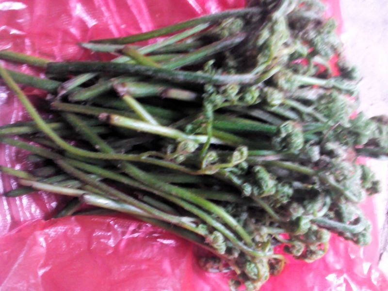 山野菜