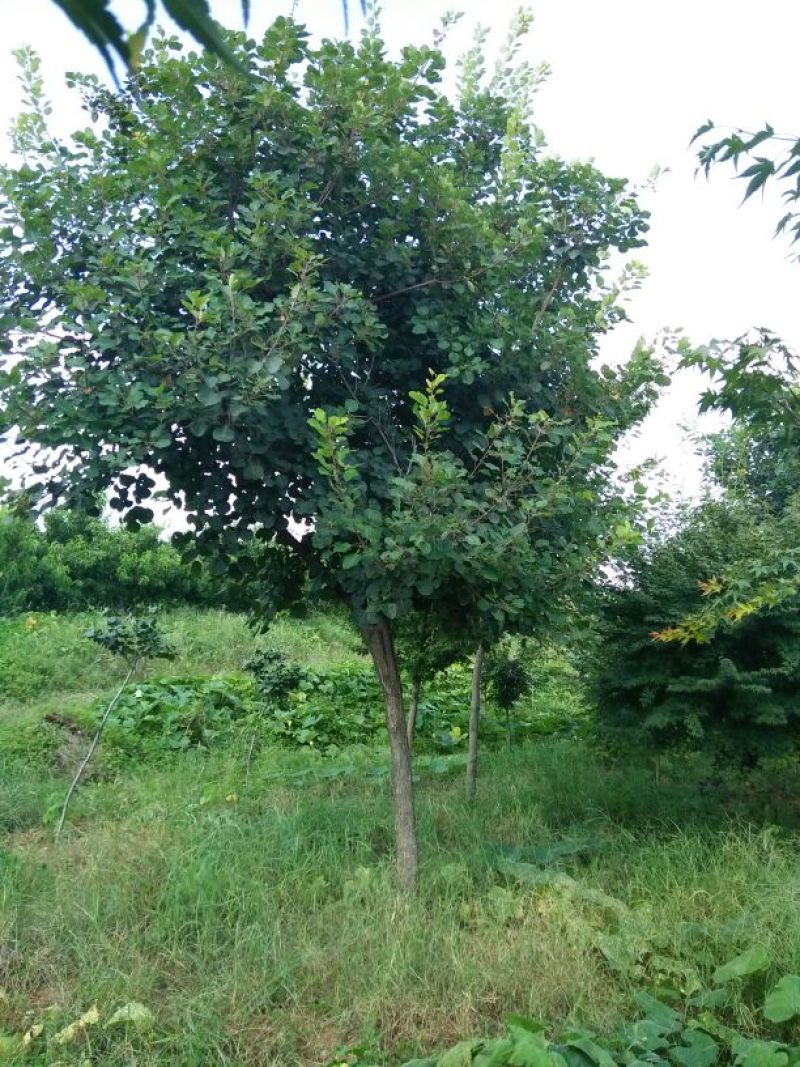 鸡爪槭苗80~100cm