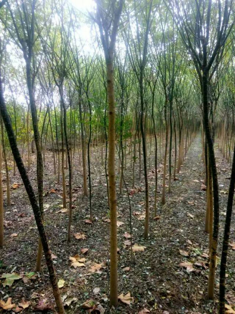 大量出售8-15公分国槐，树形精品