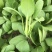 青菜油菜10~15cm大量供应欢迎来电咨询采购