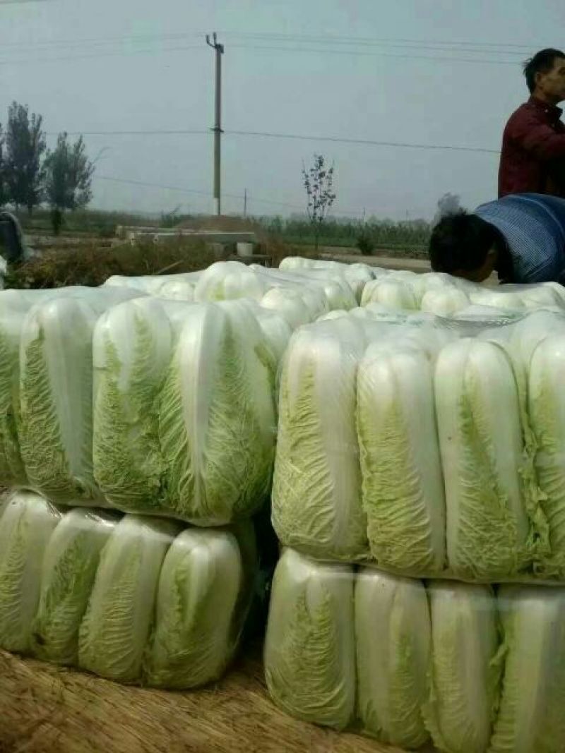 山东肥城北京新三号大量上市中，价格便宜，质量好