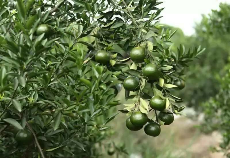 柑普茶特级