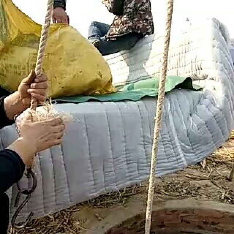龙薯9号黄心2两以上好通货长条价格优