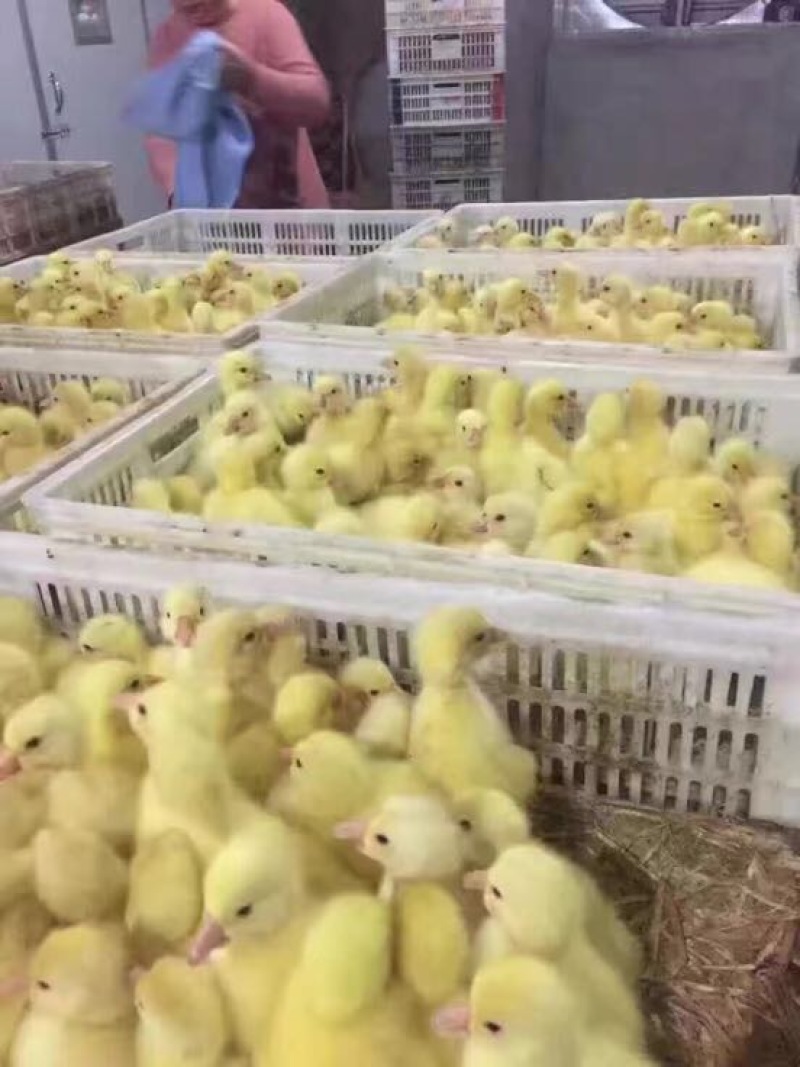 鹅苗